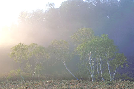 花・水・樹（Ｎｏ．６）：朝を迎えるダケカンバ