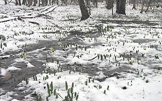 ���Ȃ�ʐ�ɕ���ꂽ�吴������