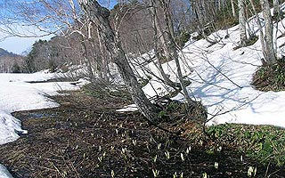 ����̃~�Y�o�V���E�̓`���z���炫�o���Ă��܂���